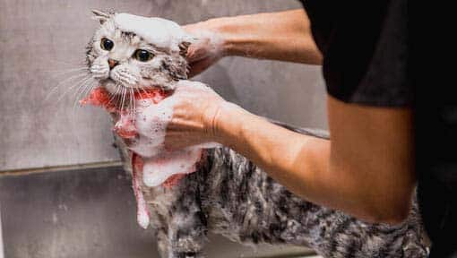 Como tratar micose em gatos causa e tratamento banho