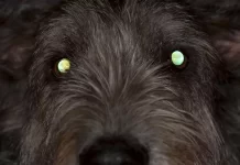 Por que os olhos do meu cachorro brilham no escuro